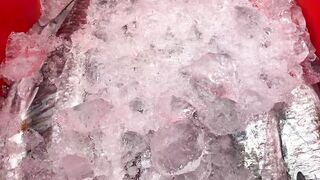 Phú quốc (Фукуок) улов скумбрии у Hoàng и Sơn день реально удался