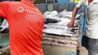 Phú quốc (Фукуок) улов скумбрии у Hoàng и Sơn день реально удался