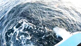 Ngày đầu ra khơi на đảo Phú Quý 2025 - морская рыбалка на Phú Quý. Что за монстр?