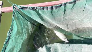 Однодневка в 上海 - где в пригороде найти спокойный клев?