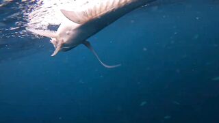 морская рыбалка на Hikkaduwa с GT короткий выезд и мощные рывки