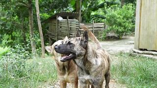 Полторы тонны сома и карпа выловленные руками речная рыбалка и рынок свежей рыбы в деревне