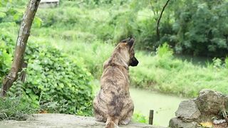 Полторы тонны сома и карпа выловленные руками речная рыбалка и рынок свежей рыбы в деревне