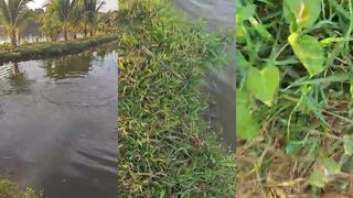 Поймай рыбу во Вьетнаме простой удочкой (что реально работает)