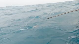 Трюк с наживкой на cá mú как зацепить правильно и не промахнуться