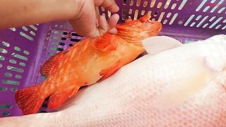 Трюк с наживкой на cá mú как зацепить правильно и не промахнуться