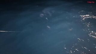 Трюк с наживкой на cá mú как зацепить правильно и не промахнуться