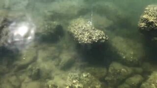 Cam Ranh VIỆT NAM поймал рыбу еж что делать с такой добычей?