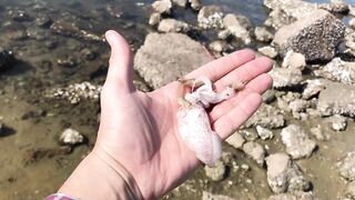 Cam Ranh VIỆT NAM поймал рыбу еж что делать с такой добычей?