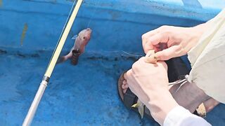 морская рыбалка в Нячанге нереальный клев и удары на каждом забросе