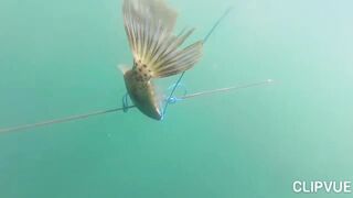 Подводная охота у Tôm Hùm, что можно взять со дна за день?