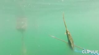 Подводная охота у Tôm Hùm, что можно взять со дна за день?