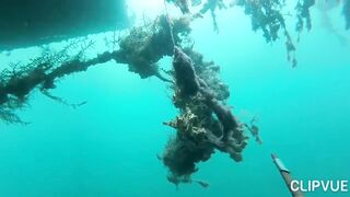 Подводная охота у Tôm Hùm, что можно взять со дна за день?