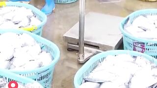 Hainan - после сезонного запрета первый большой улов у рыбаков