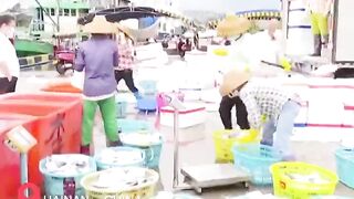 Hainan - после сезонного запрета первый большой улов у рыбаков