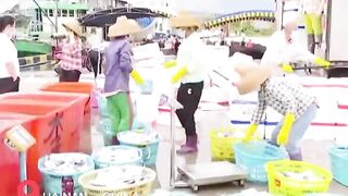 Hainan - после сезонного запрета первый большой улов у рыбаков