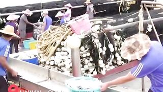 Hainan - после сезонного запрета первый большой улов у рыбаков