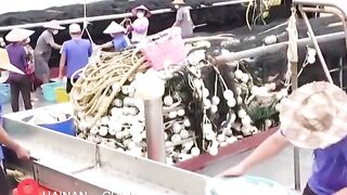 Hainan - после сезонного запрета первый большой улов у рыбаков