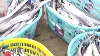 Hainan - после сезонного запрета первый большой улов у рыбаков