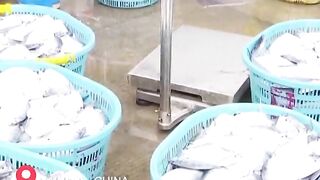 Hainan - после сезонного запрета первый большой улов у рыбаков