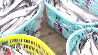 Hainan - после сезонного запрета первый большой улов у рыбаков