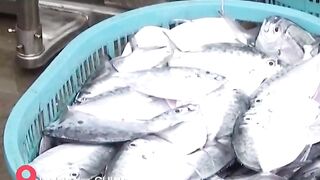 Hainan - после сезонного запрета первый большой улов у рыбаков