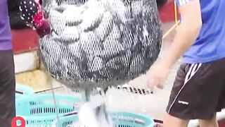 Hainan - после сезонного запрета первый большой улов у рыбаков