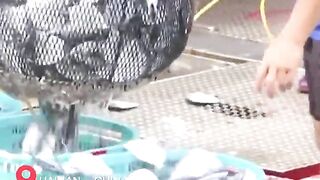 Hainan - после сезонного запрета первый большой улов у рыбаков