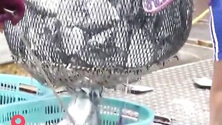 Hainan - после сезонного запрета первый большой улов у рыбаков