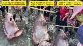 Гигантский групер 226 фунтов в Hainan (Хайнань) Chengmai - как его вообще подняли