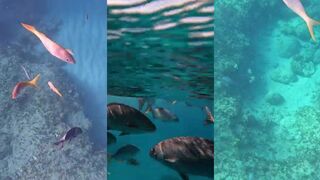 Iberostar Varadero, Cuba, подводные чудеса отеля и прозрачная вода