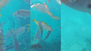 Varadero Cuba снорклинг у берега и цветные рыбы прямо под маской