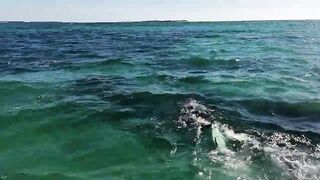 Cuba Varadero лангусты и вечерний стол после морского выхода