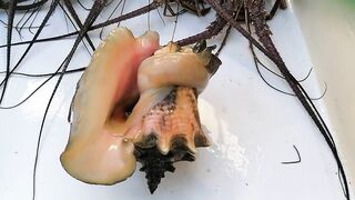 Cuba Varadero лангусты и вечерний стол после морского выхода