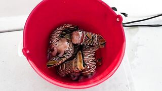 Cuba 2023 катамаран Гавана Varadero Cayo Largo сколько стоит яхтинг и ловля