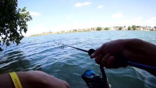 морская рыбалка в Varadero - барракуда на El Canale и спиннинг на максимуме