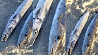 Стая barracudas в Varadero / Варадеро. Какой поводок ставить на зубы?