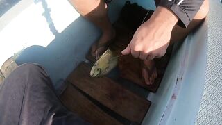 Bali Amed выход на лодке и mahi mahi что за рыба попалась