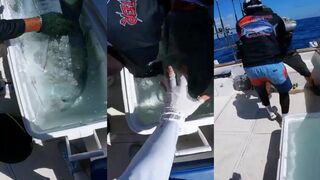 Bali: гигантский каранкс на поппинг один удар и катушка запела