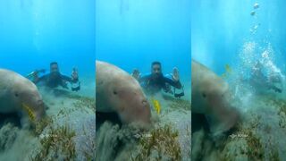 Marsa Allam дайв с дюгоном играем рядом и держим дистанцию под водой