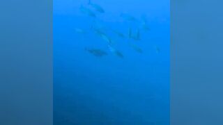 Elphinstone reef у Marsa Alam / Марса Алам. Морская рыбалка и тунцы рядом