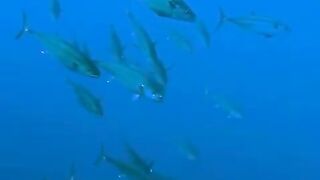 Elphinstone reef у Marsa Alam / Марса Алам. Морская рыбалка и тунцы рядом