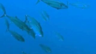 Elphinstone reef у Marsa Alam / Марса Алам. Морская рыбалка и тунцы рядом