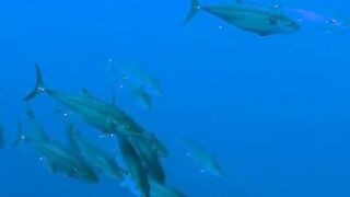 Elphinstone reef у Marsa Alam / Марса Алам. Морская рыбалка и тунцы рядом