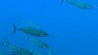 Elphinstone reef у Marsa Alam / Марса Алам. Морская рыбалка и тунцы рядом