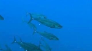 Elphinstone reef у Marsa Alam / Марса Алам. Морская рыбалка и тунцы рядом