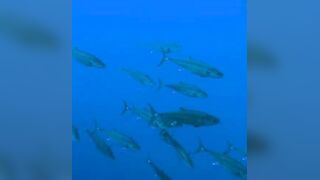 Elphinstone reef у Marsa Alam / Марса Алам. Морская рыбалка и тунцы рядом