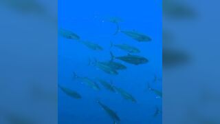 Elphinstone reef у Marsa Alam / Марса Алам. Морская рыбалка и тунцы рядом