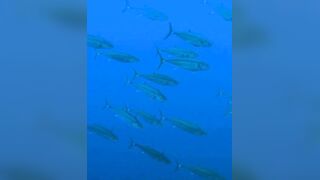 Elphinstone reef у Marsa Alam / Марса Алам. Морская рыбалка и тунцы рядом