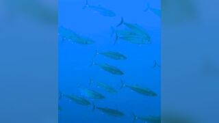 Elphinstone reef у Marsa Alam / Марса Алам. Морская рыбалка и тунцы рядом